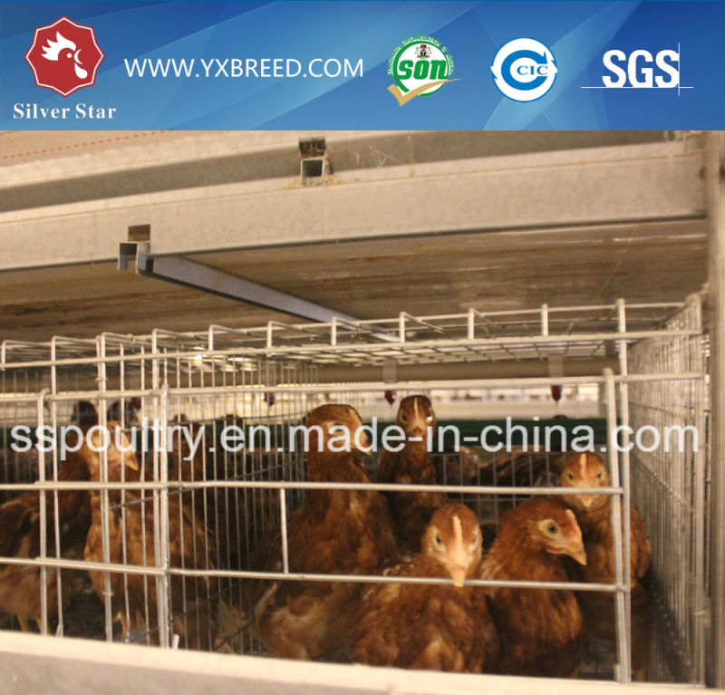 Bird Cage for Hot Sale to Algeria and Africa