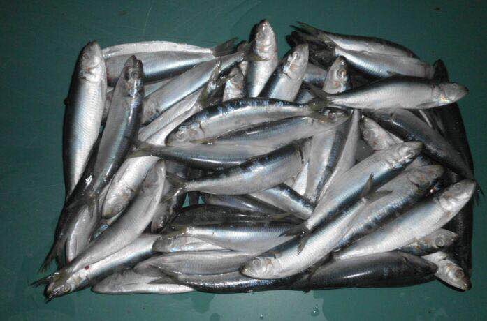 Fresh Frozen Seafood Sardine Fish for Canned