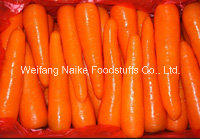 New Crop Fresh Carrot Vegetable