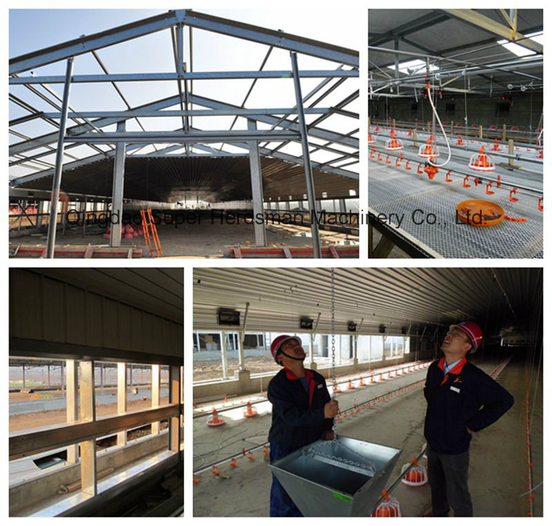 Qingdao Superherdsman Steel Structure Poultry Farm Construction