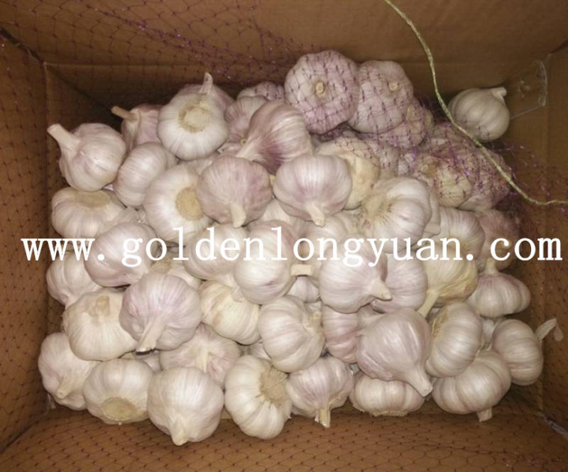 Red-Purple Skin Jinxiang Fresh Garlic