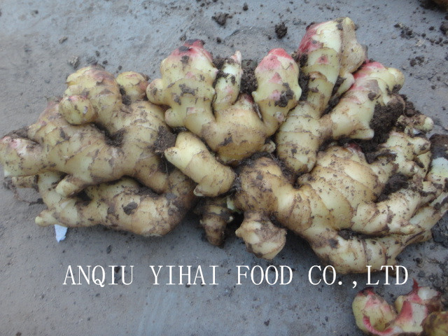 Air Dry Ginger/Fresh Ginger for Sale