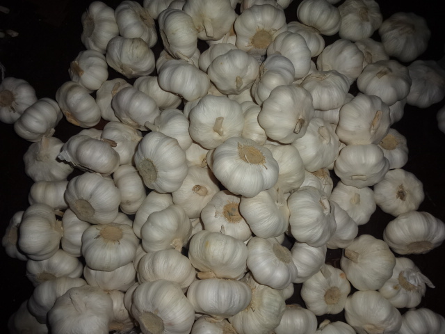 Jinxiang New Crop Fresh Garlic