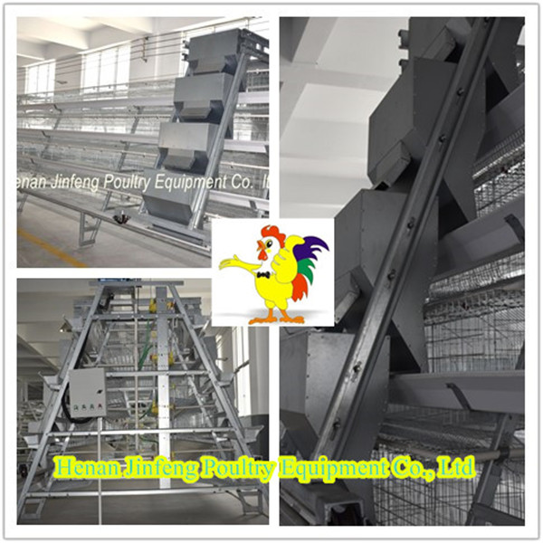 Automatic Poultry Feeding Equipment for Broiler and Chicken