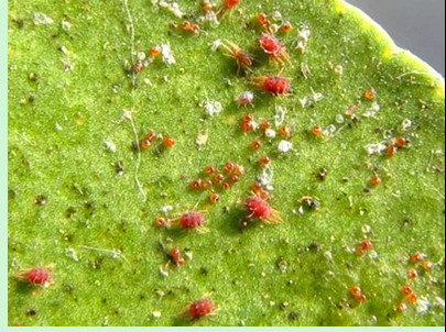 Placary Against Red Spider and Mites