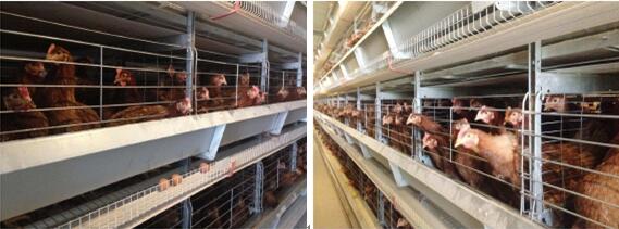 Poultry Farm Equipment of H Type Layer Cage