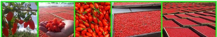 Dried Goji Berry Super Fruit, Organic Goji Berry Wolfberry