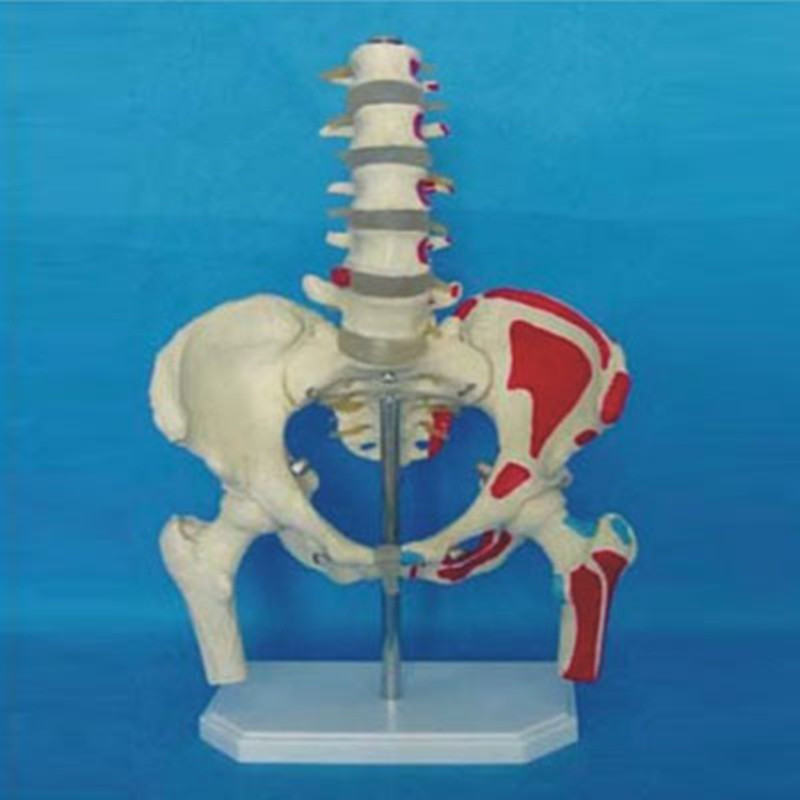 The Human Pelvis Lumbar Medical Skeleton Modeling (R020802)