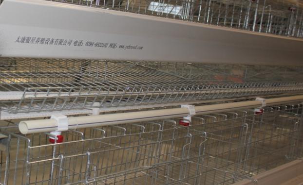 Bird Cage for Layer or Broiler in India