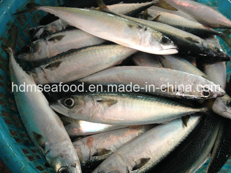 Bqf Fresh Mackerel Fish