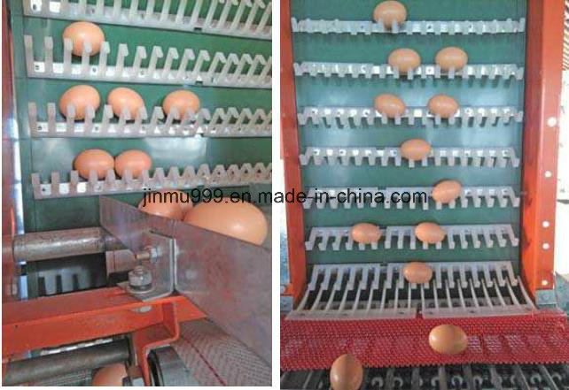 H Type Birds Chicken Cage Poultry Equipment Frame for Farm Use (JFW-08)