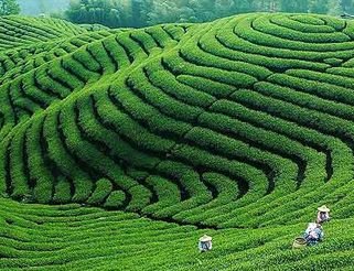 Hand Made Local Green Tea From Long History