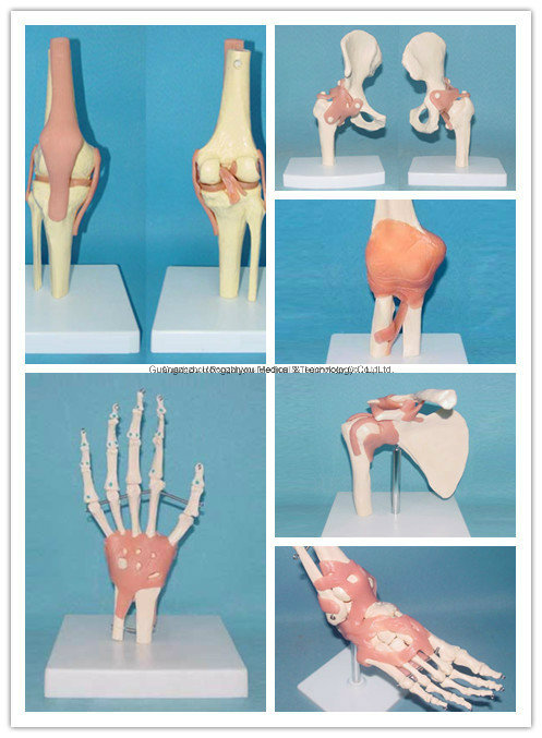 Desk Type Model Life-Size Human Foot Joint Skeleton Model with Ligaments