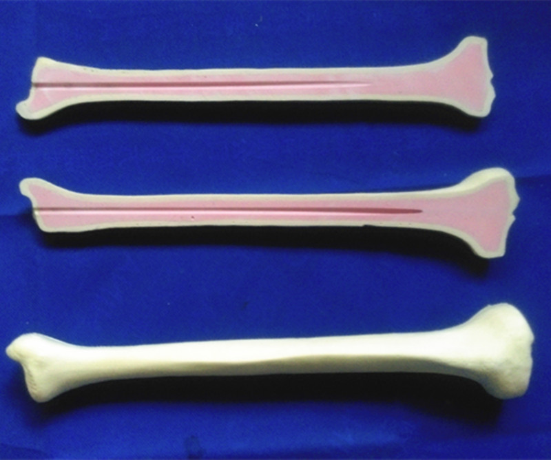 Human Tibia Anatomy Skeleton Model for Medical Teaching (R010111)