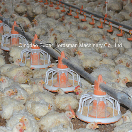 Automatic Poultry Equipment for Broiler Chicken Production