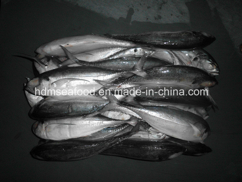 Finletter Mackerel Fish (Megalaspis cordyla)