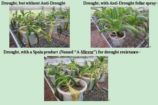 Anti-Drought Fertilizer for Crops