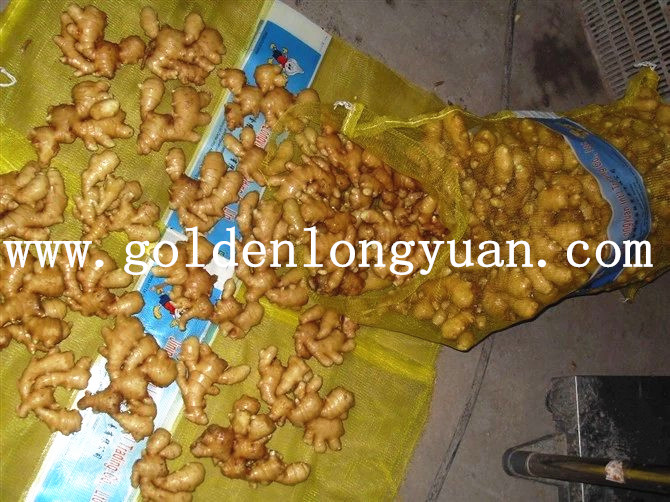 Fresh Ginger Packed in 20kg Mesh Bag for Pakistan Market