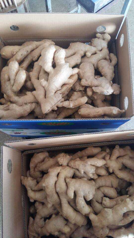 Golden Supplier of Fresh Air Dry Ginger