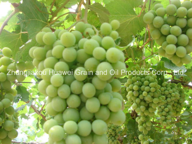 Fresh Grapes (Green)