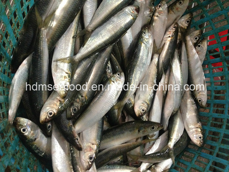 Bqf Frozen Seafood Fresh Sardine Fish