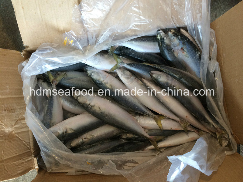 New Fish Mackerel (Scomber Japonicus)