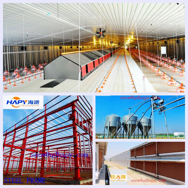 Poultry Farm Equipment with Steel Building in Hot Sale