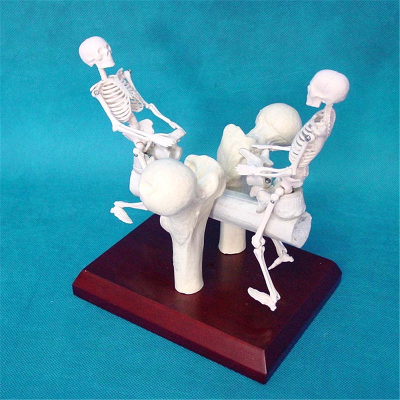 Artificial Skeleton Seesaw Bones Medical Model Gift