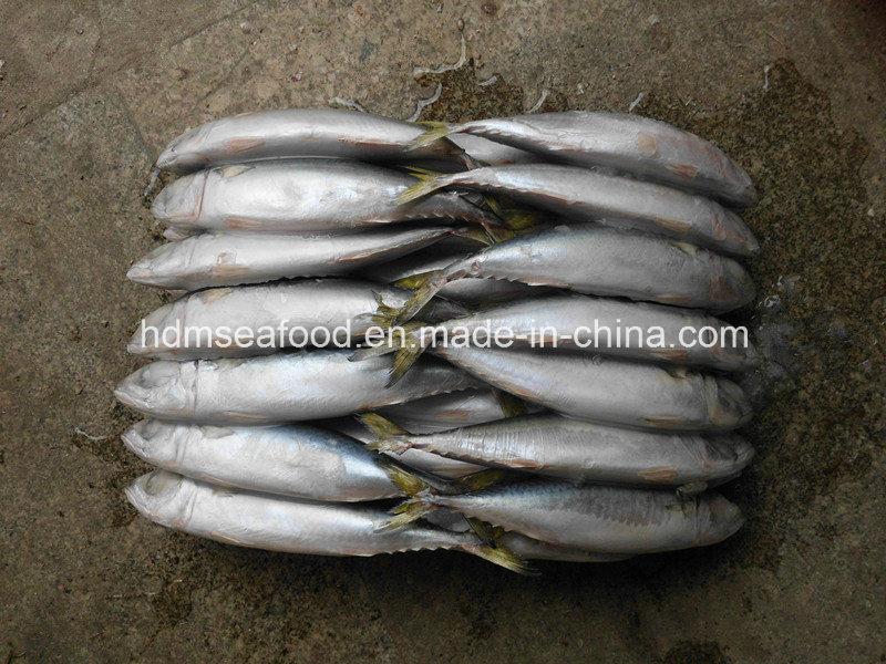 Good Quality Frozen Pacific Mackerel Fish