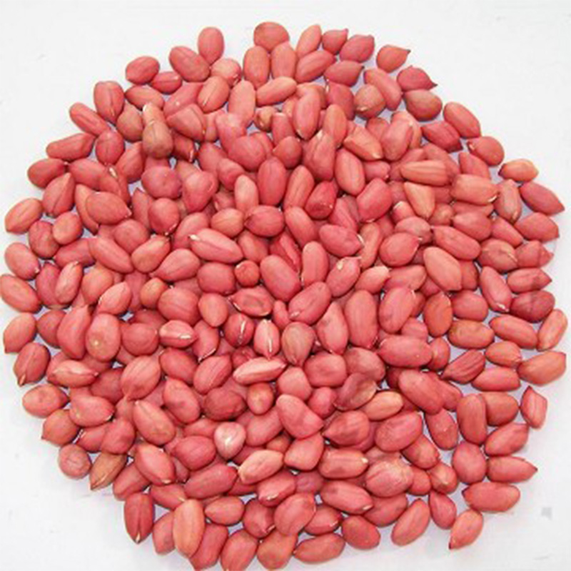 Chinese New Crop Peanut Kernel, Flower 11, Seaflower