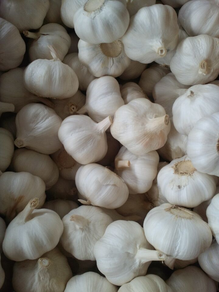 Golden Supplier of Pure White Garlic in 10kg Carton