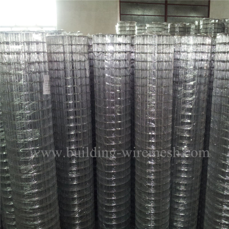 5/8inch Galvanized Welded Wire Mesh Price / Welded Wire Mesh Factory