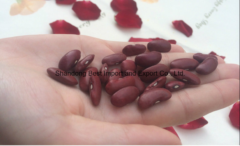 Dark Red Kidney Bean 2016 Crop HPS Size: 200-220PCS/100g