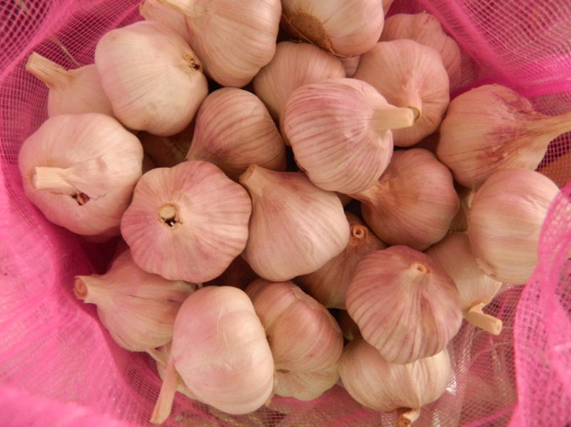 Red/Purple Garlic China Origin Strong Flavor