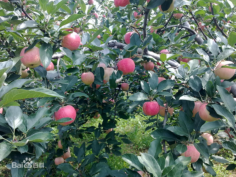 2015 Fresh Gala Apple From Shandong Boren