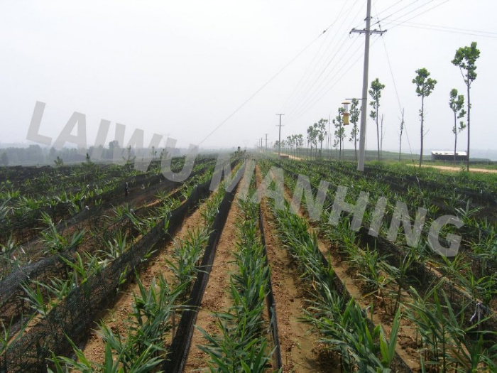 planting base for ginger