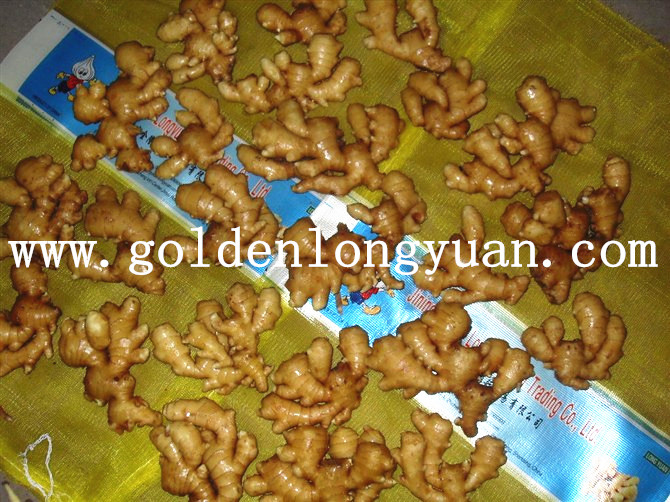 Fresh Ginger Good Quality in Mesh Bag