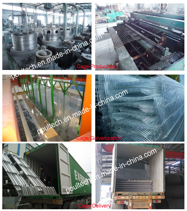 Chicken Farming Equipment Industrial Poultry Cages