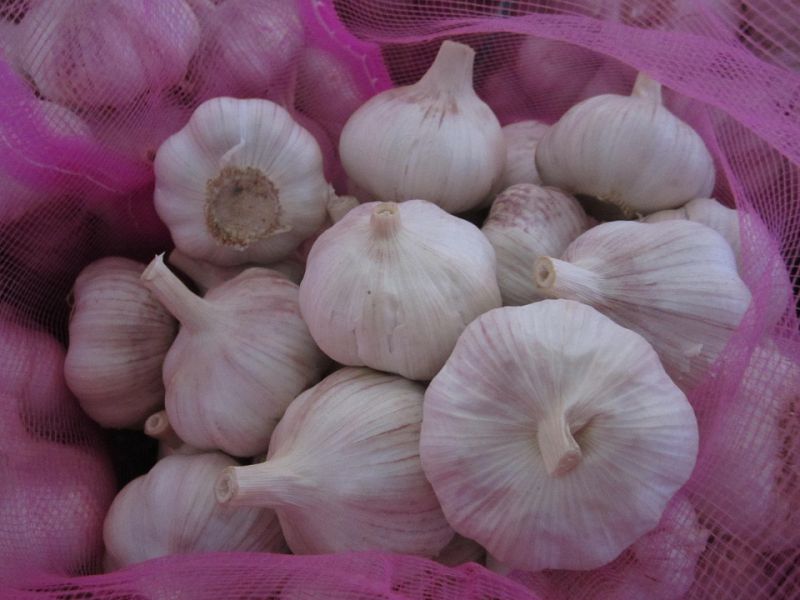 Fresh White Garlic From Origin to Your Warehouse