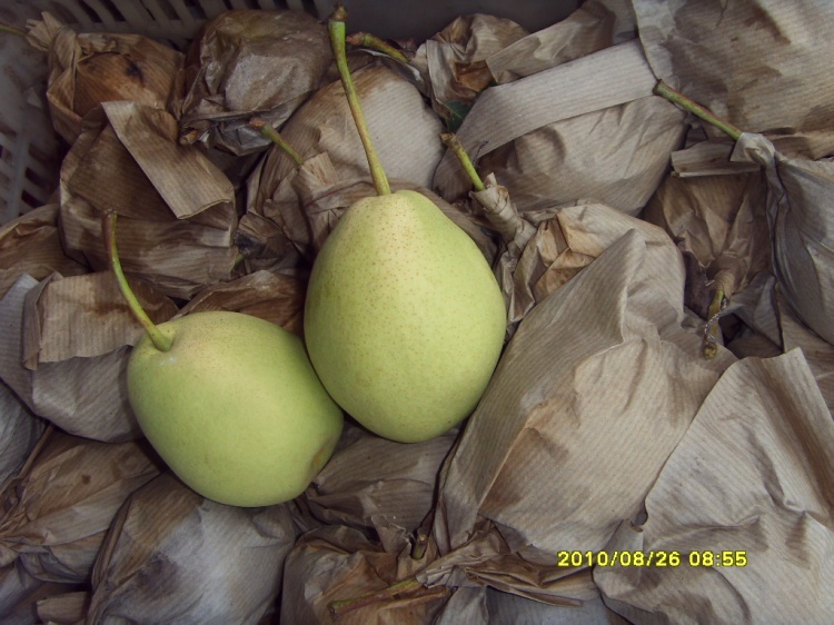Green Color Health Shandong Pear