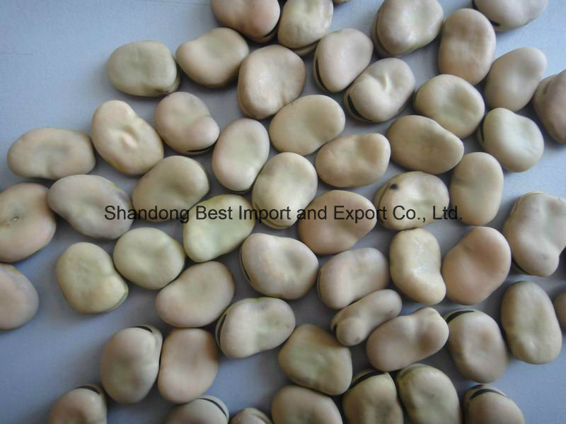 Dry Broad Beans / Fava Beans