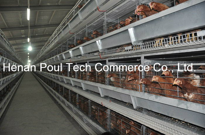 Poul Tech Hot Galvanization Layer Chicken Cage Equipment