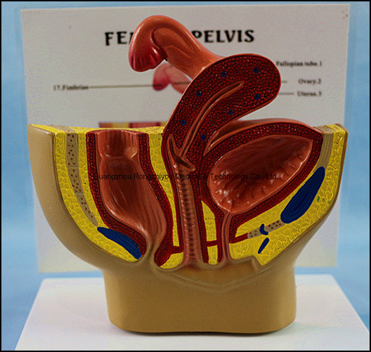 Human Health Female Urinary Pelvis Antomical Model with Description Plate