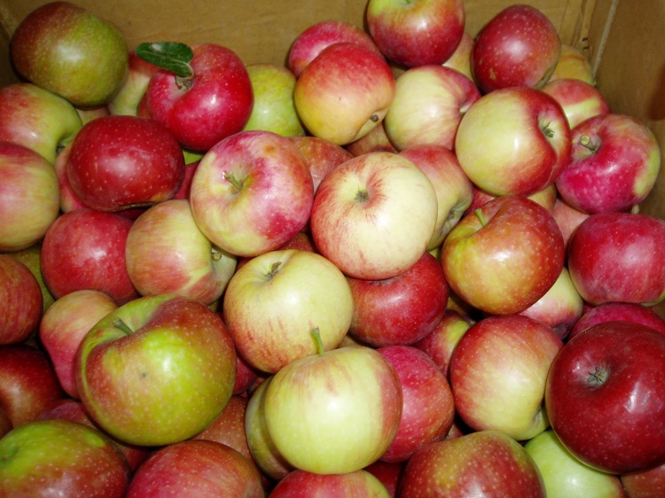 New Harvest Good Quality of Fresh Qinguan Apple