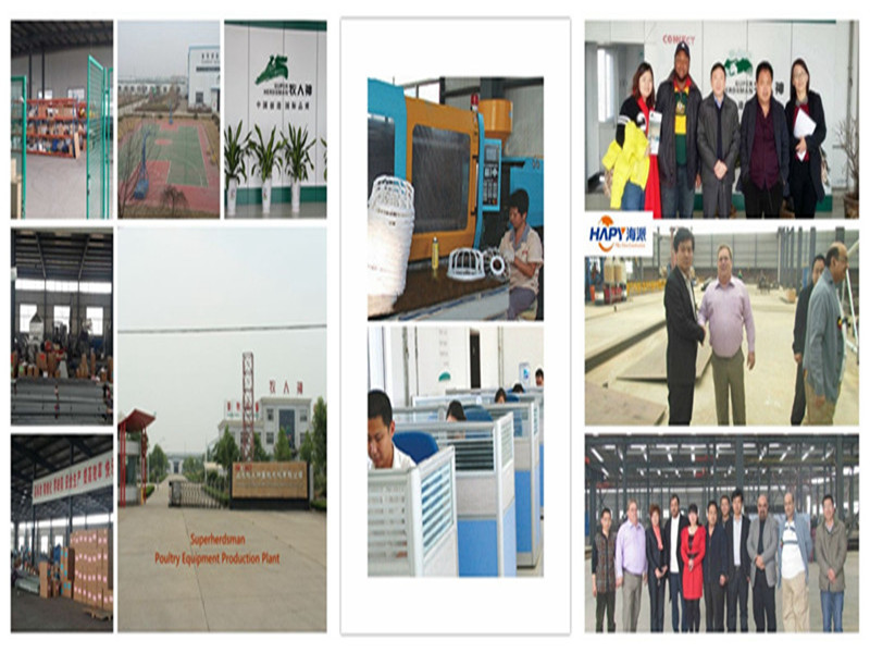 High Quality Poultry Feeding Equipment