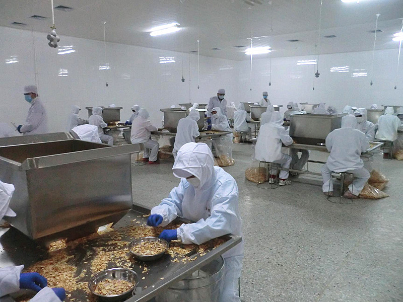 2016 New Crop Garlic Falkes From Jinxiang Factory
