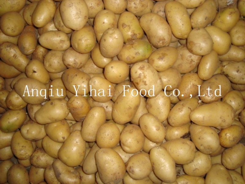 Top Quality New Crop Holland Potato