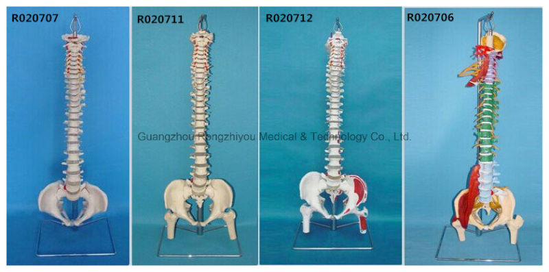 Classic Flexible Spine Model with Femur Heads and Painted Muscles