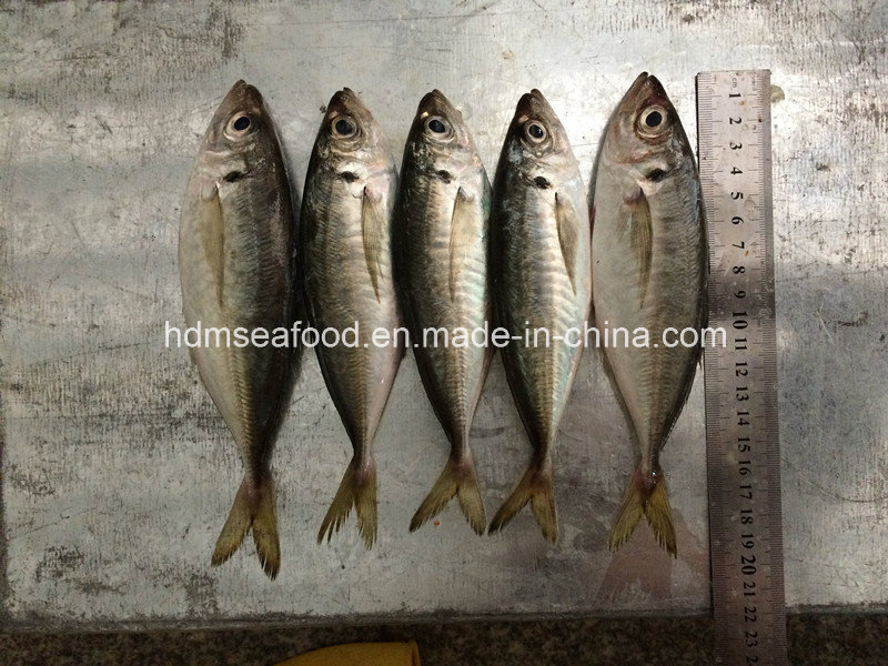 New Fish Horse Mackerel (14-18cm)