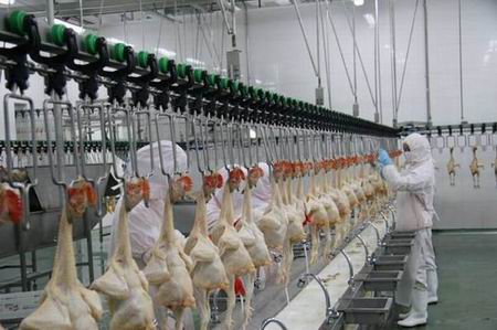 Full Automatic Control Type Chicken Slaughter Line